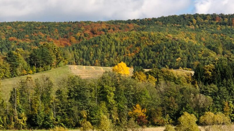 feld
