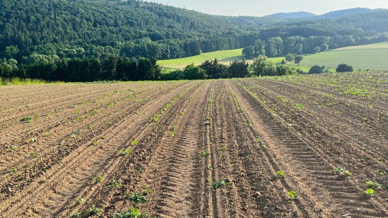 feld